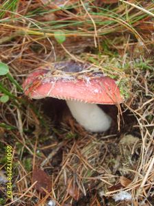 Klikni pro velký obrázek