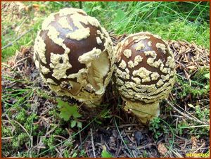 Klikni pro velký obrázek