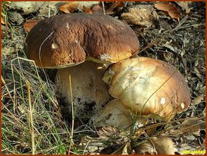 Klikni pro velký obrázek