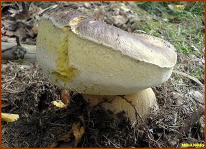 Klikni pro velký obrázek