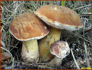 Klikni pro velký obrázek