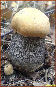 Klikni pro velký obrázek