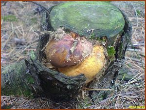 Klikni pro velký obrázek