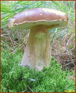 Klikni pro velký obrázek