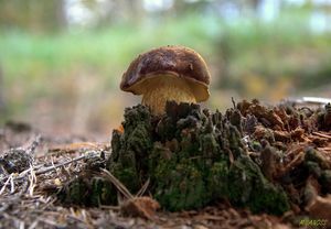 Klikni pro velký obrázek