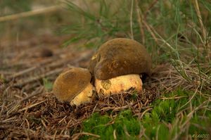 Klikni pro velký obrázek