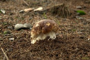 Klikni pro velký obrázek