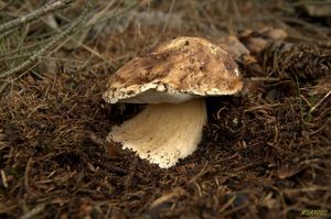 Klikni pro velký obrázek