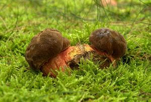 Klikni pro velký obrázek