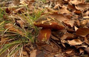 Klikni pro velký obrázek