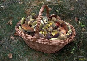 Klikni pro velký obrázek