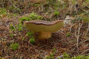 Klikni pro velký obrázek