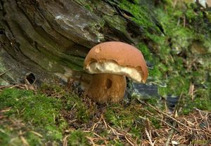 Klikni pro velký obrázek