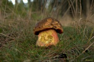 Klikni pro velký obrázek