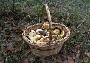 Klikni pro velký obrázek