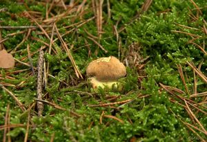 Klikni pro velký obrázek