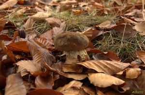 Klikni pro velký obrázek