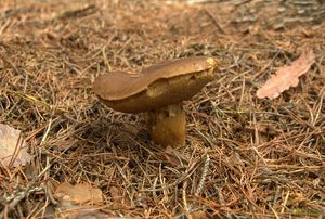 Klikni pro velký obrázek