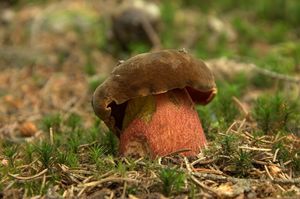 Klikni pro velký obrázek