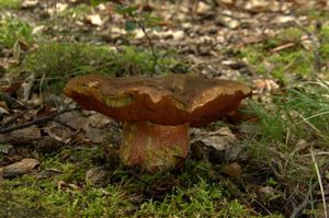 Klikni pro velký obrázek