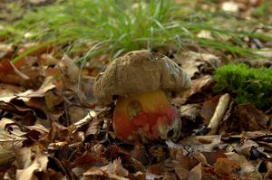 Klikni pro velký obrázek