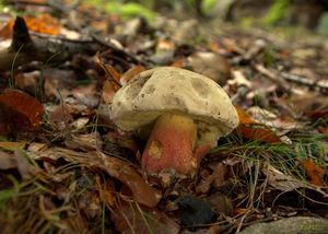 Klikni pro velký obrázek