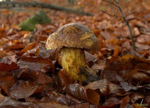 Klikni pro velký obrázek