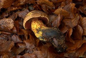 Klikni pro velký obrázek