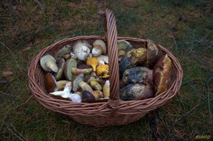 Klikni pro velký obrázek