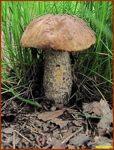 Klikni pro velký obrázek