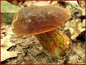 Klikni pro velký obrázek