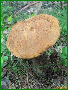 Klikni pro velký obrázek