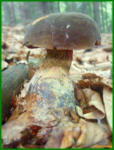 Klikni pro velký obrázek