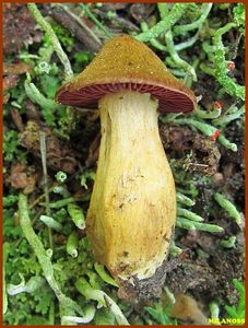 Klikni pro velký obrázek