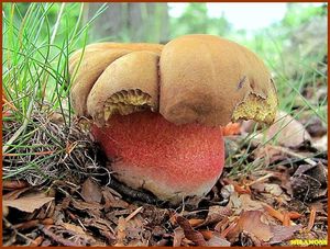 Klikni pro velký obrázek