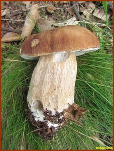 Klikni pro velký obrázek