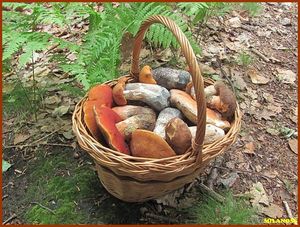 Klikni pro velký obrázek