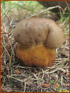 Klikni pro velký obrázek