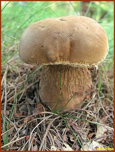 Klikni pro velký obrázek