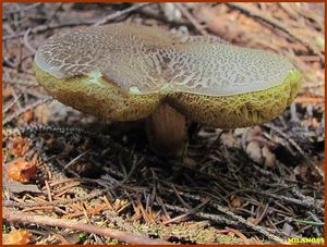 Klikni pro velký obrázek