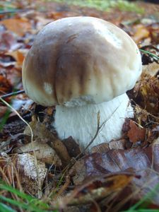 Klikni pro velký obrázek