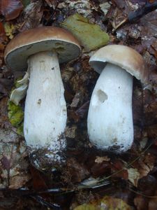 Klikni pro velký obrázek