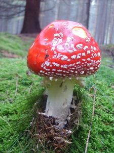 Klikni pro velký obrázek