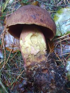 Klikni pro velký obrázek