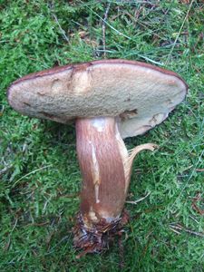 Klikni pro velký obrázek