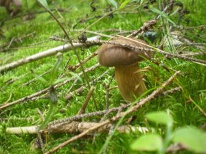 Klikni pro velký obrázek