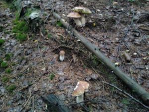 Klikni pro velký obrázek