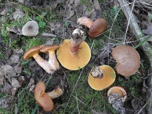 Klikni pro velký obrázek