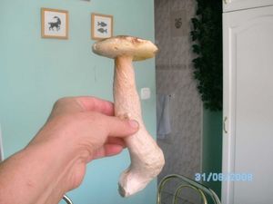 Klikni pro velký obrázek