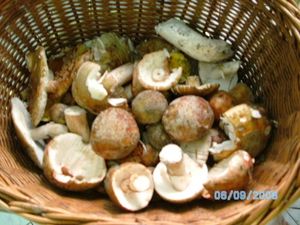 Klikni pro velký obrázek